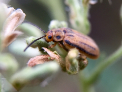 Ophraella notata