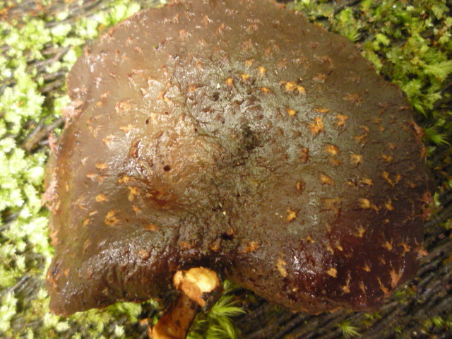 Lentinula novae-zelandiae image