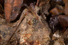 Coccomyces coronatus