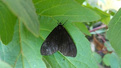 Dysschema leucophaea