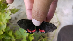 Dysschema leucophaea