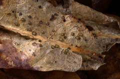 Coccomyces coronatus