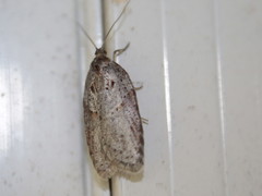 Acleris maculidorsana
