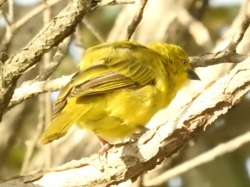 Holub's Golden Weaver (Ploceus xanthops), photo 9