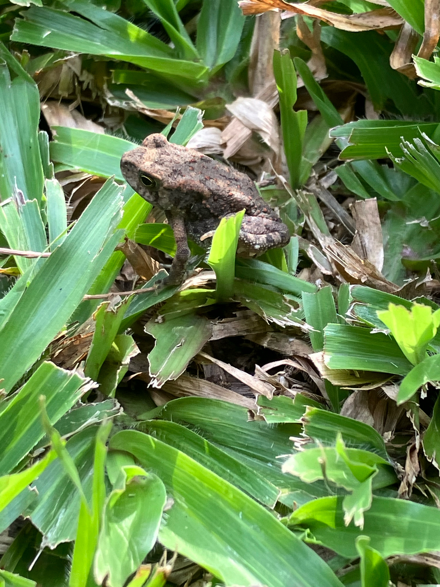 Indian Common True Toad