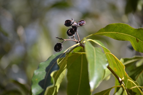 Pittosporum undulatum