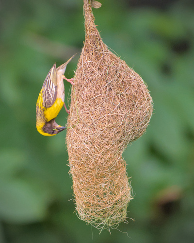 Baya Weaver