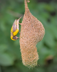Baya Weaver photo 5