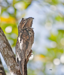 Nyctibius griseus