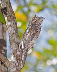 Nyctibius griseus