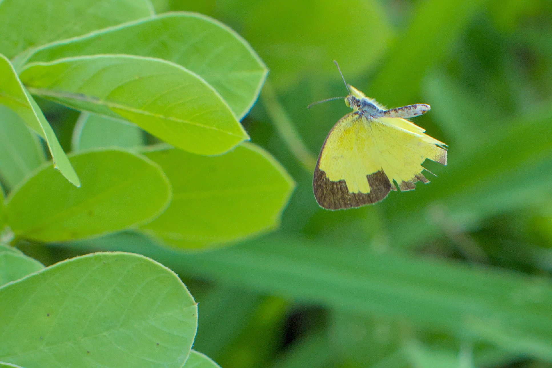 Common Grass Yellow