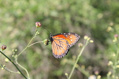 Danaus eresimus montezuma