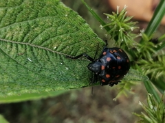 Pachycoris