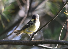Parus major newtoni