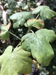 Ribes sanguineum glutinosum