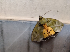 Eudocima hypermnestra