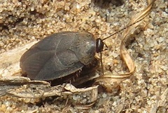 Corydiidae