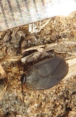 Corydiidae