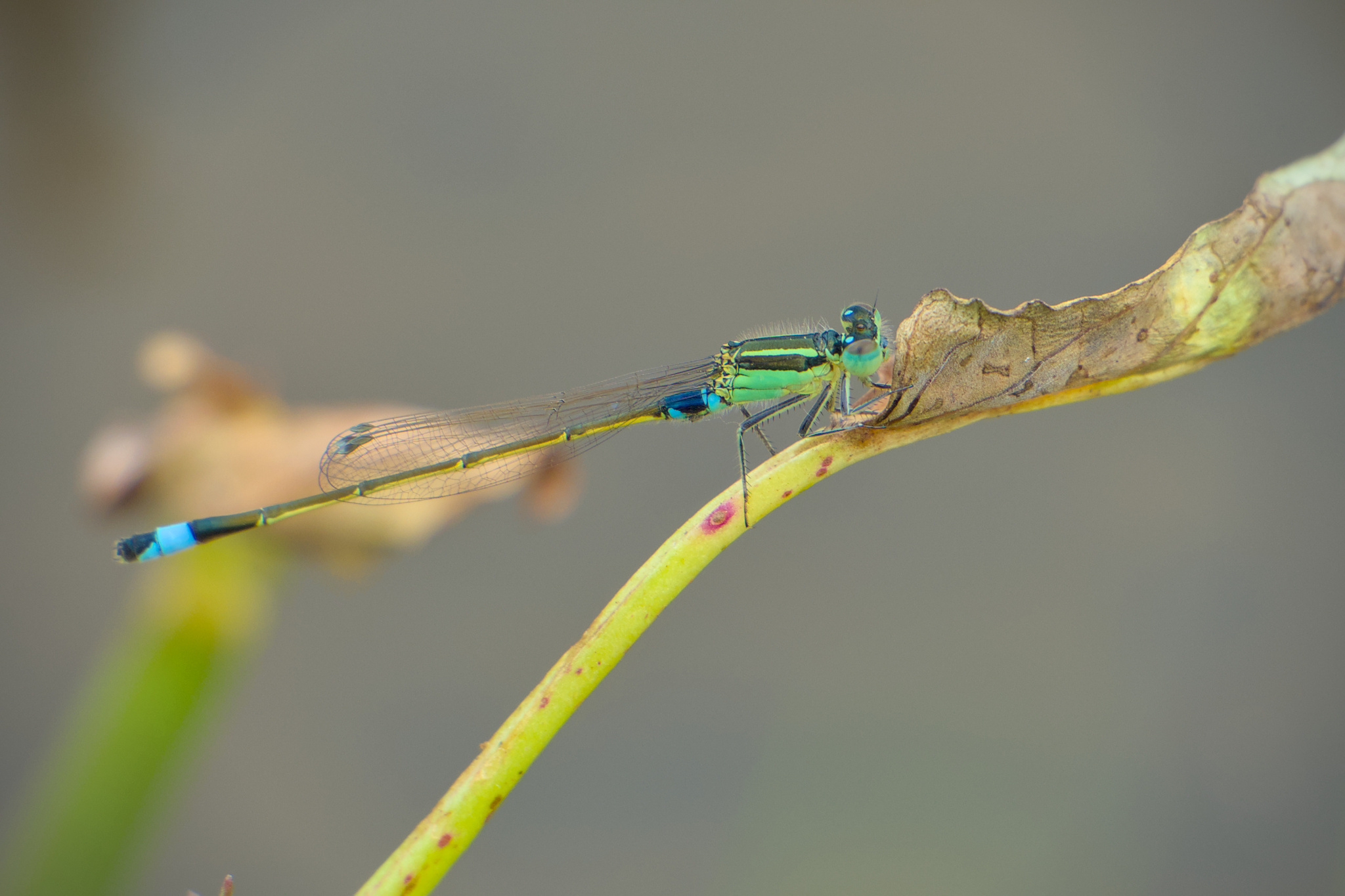 Tropical Bluetail