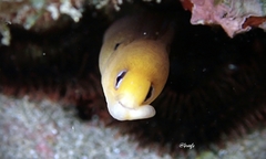 Gymnothorax melatremus