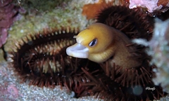 Gymnothorax melatremus