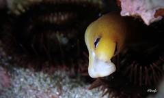 Gymnothorax melatremus
