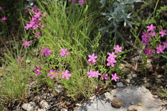 Zeltnera calycosa