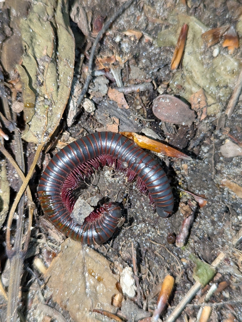 American giant millipede (Narceus americanus)