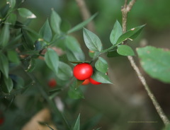 Ruscus aculeatus