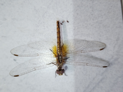 Violet Dropwing