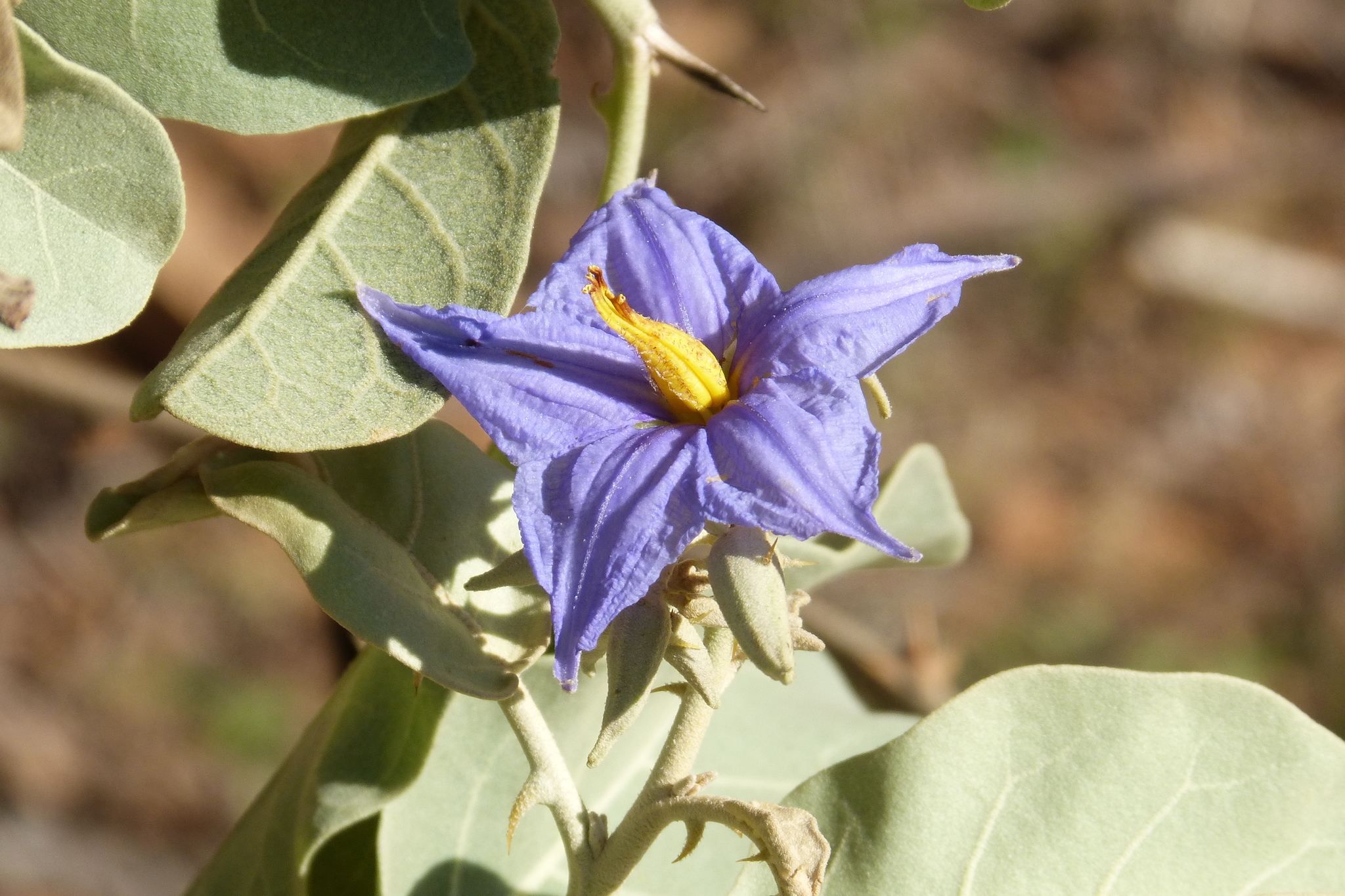 Solanum lycocarpum