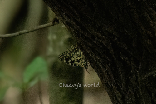 Great Purple Emperor