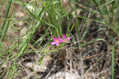 Zeltnera calycosa