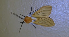 Pseudischnocampa striata