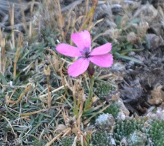 Dianthus pavonius