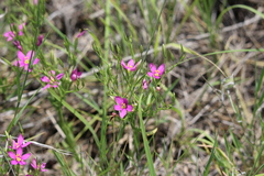 Zeltnera calycosa