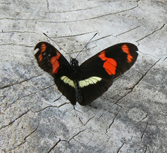 Heliconius erato