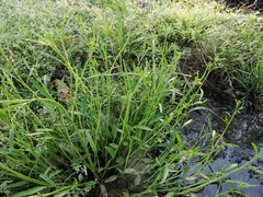 Ranunculus laxicaulis