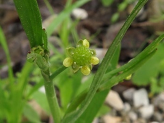 Ranunculus laxicaulis