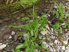 Ranunculus laxicaulis