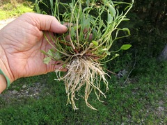 Ranunculus laxicaulis