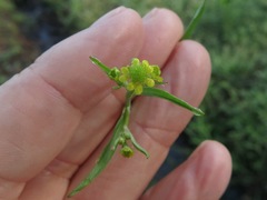 Ranunculus laxicaulis