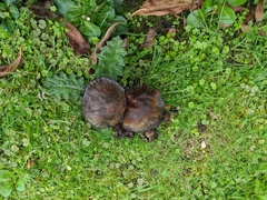 Coprinopsis atramentaria