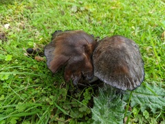 Coprinopsis atramentaria