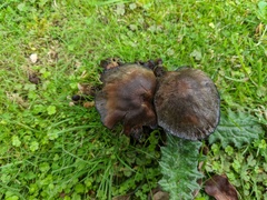 Coprinopsis atramentaria