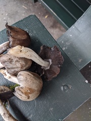 Coprinopsis atramentaria