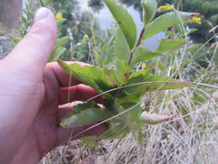 Solidago radula