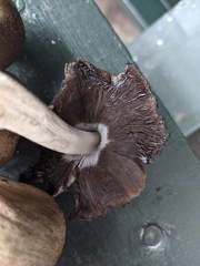 Coprinopsis atramentaria