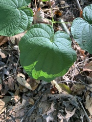Dioscorea quaternata