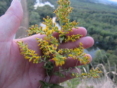 Solidago radula